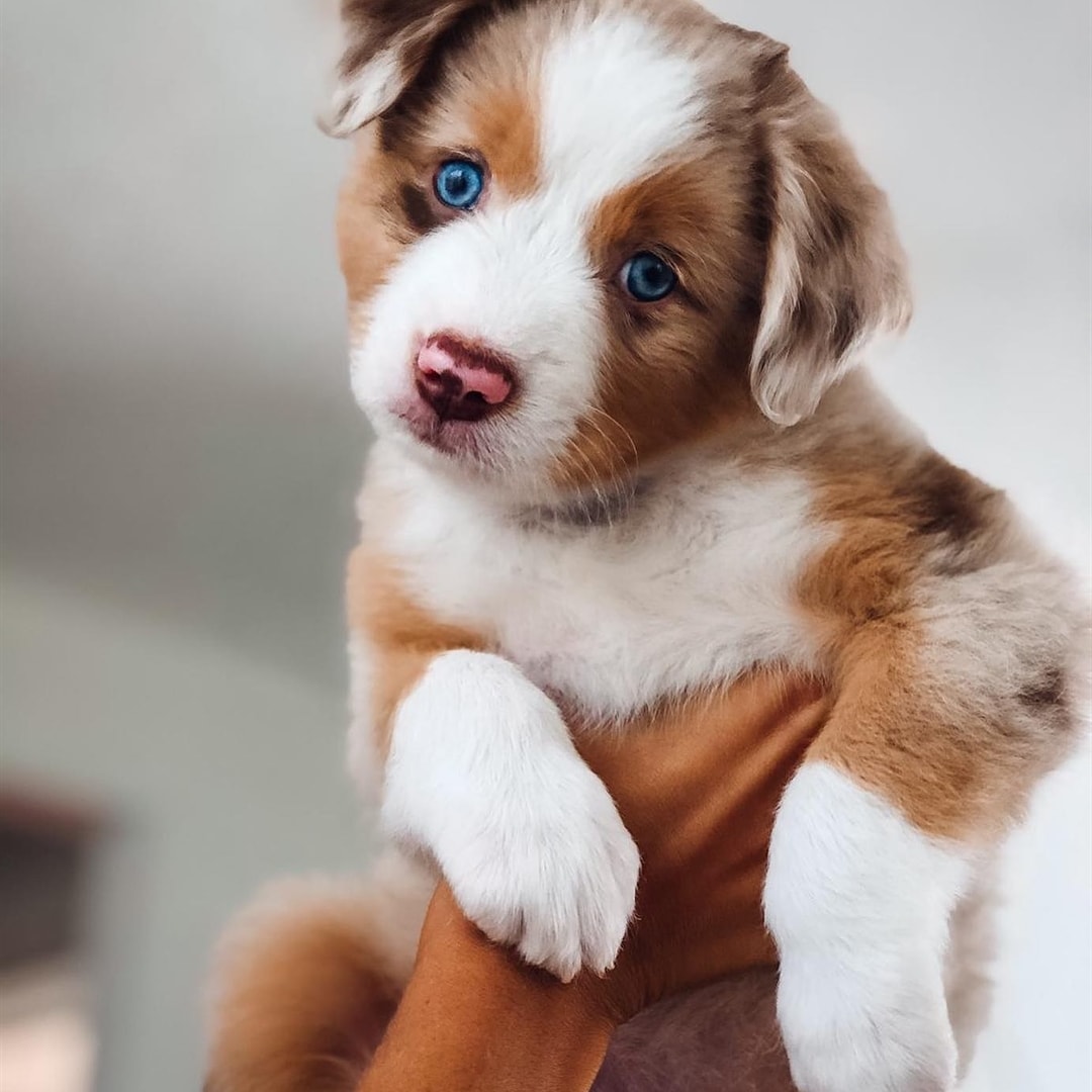 I love ❤❤
#australianshepherdworld #aussies #aussie_images #australianshepherdlove #aussie_world #aussienation #aussieshepherd #australianshepherd_feature #australianshepherds #australianshepherd #aussiemix #australianshepherdofinstagram #toyaussie #dogs #dog