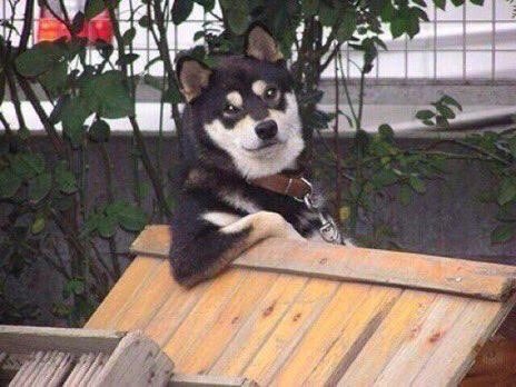 *Biden-264*
Everybody waiting on Nevada :