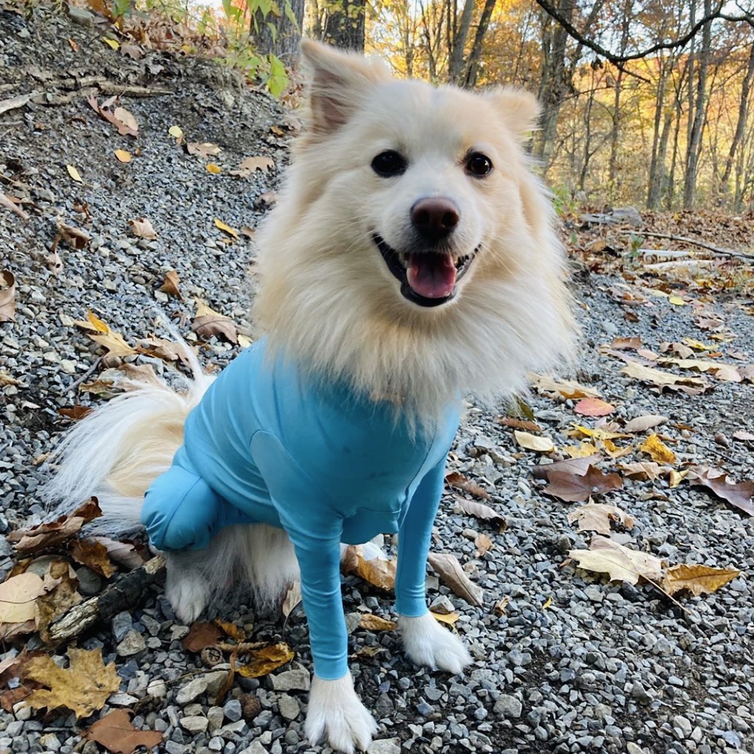 Shed Defender tweet media