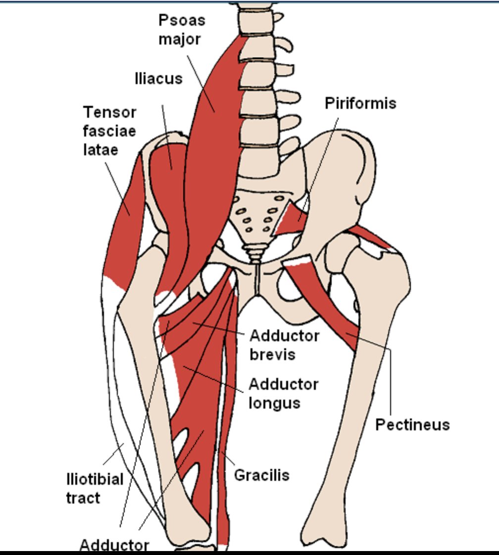 performbetterau's tweet image. Understanding and Training Hip Flexion
@mboyle1959 

The TFL, rectus femoris and sartorius, all have insertion at the iliac crest. This means that all of these muscles are capable of hip flexion up to the level of the hip. 

strengthcoach.com/public/1283.cfm

#hipsdontlie #hipflexors
