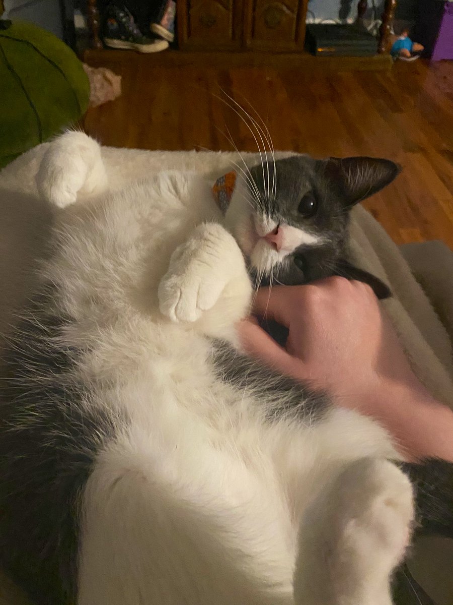 AcetheJackalope's tweet photo. This election is causing massive amounts of stress and anxiety for a lot of us, so here are some cute pictures of my kitty Gunter to help with that. Stay safe everyone. ♥️ https://t.co/v4vpc7j7AA