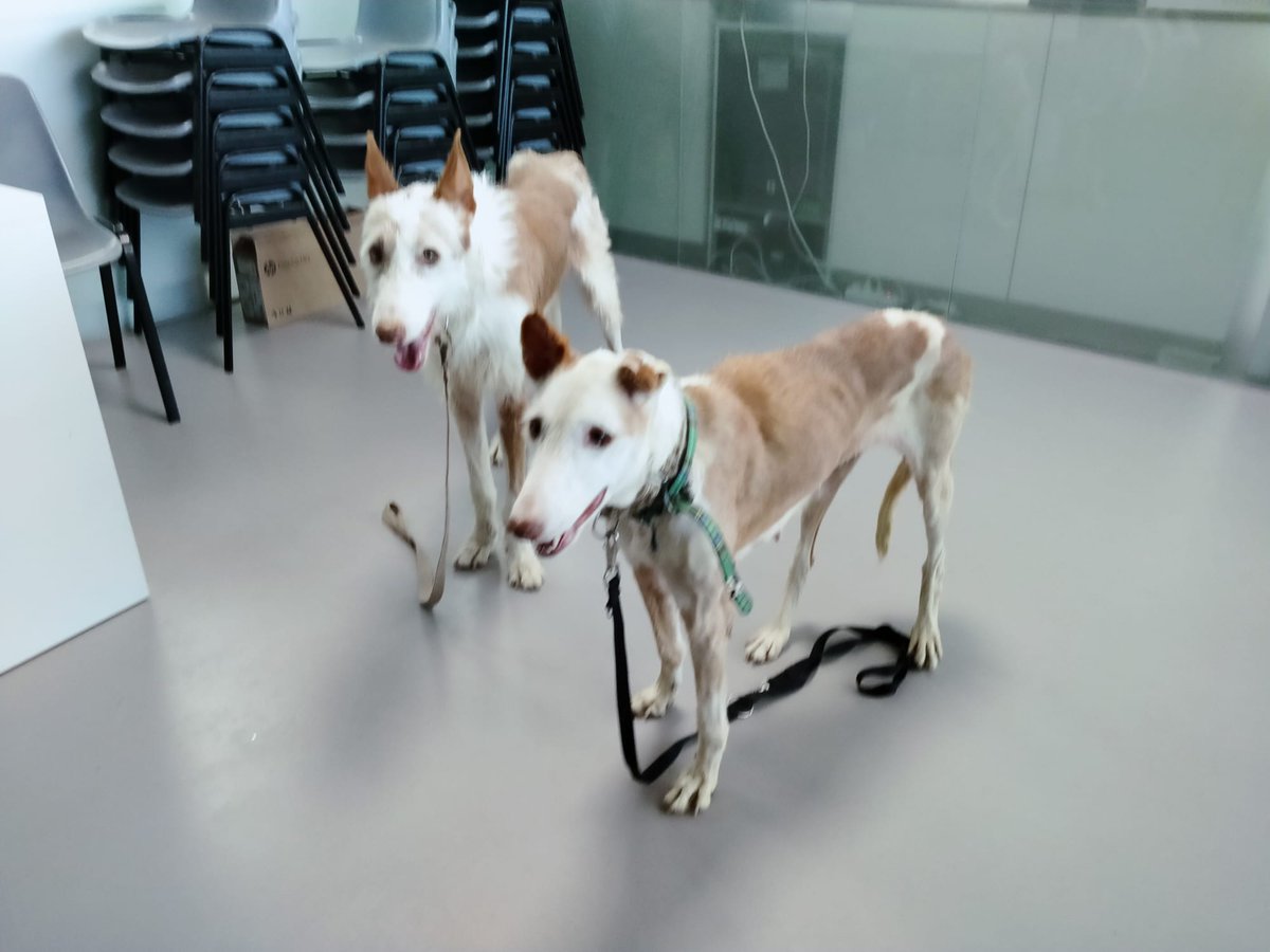 Acunr Catalunya tweet media