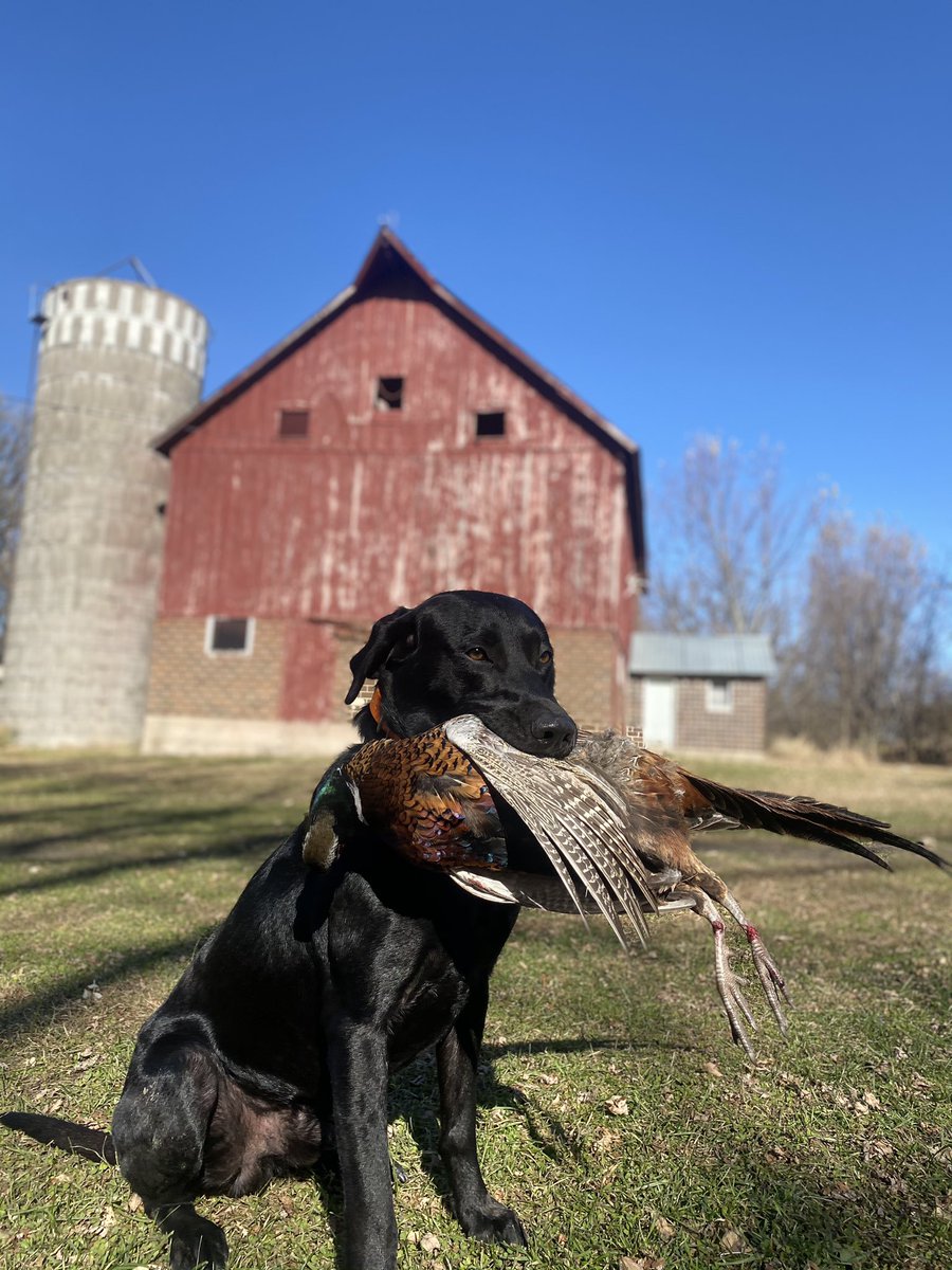 the_don_don_'s tweet photo. @pheasants4ever young dog, young bird, old family farm bird. https://t.co/6lrOuKwmVe