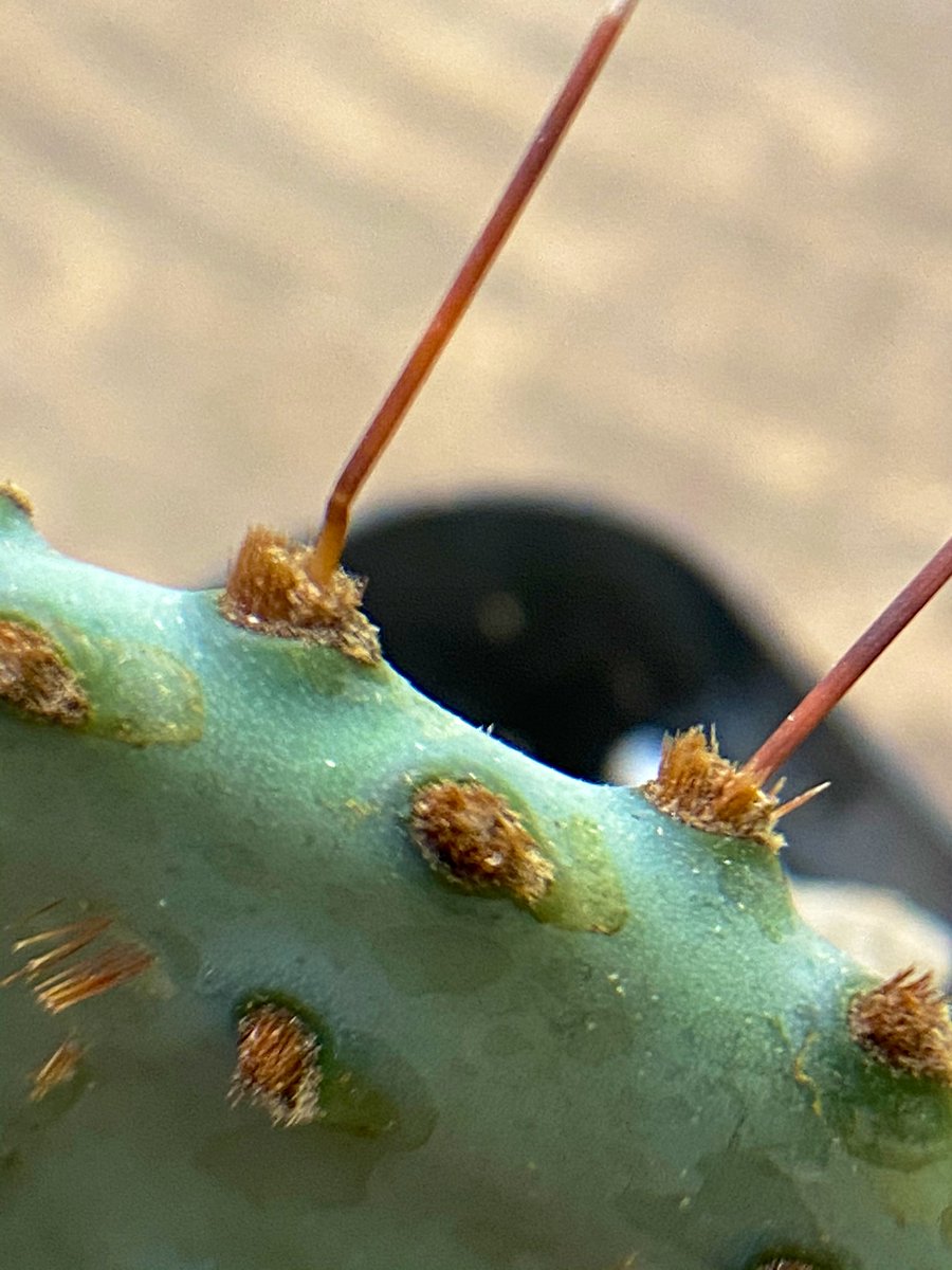 MossTimber's tweet photo. Plants get even cooler when you can get real close🧐. Can you name these  plants from their close ups? https://t.co/MFBgTYkewG