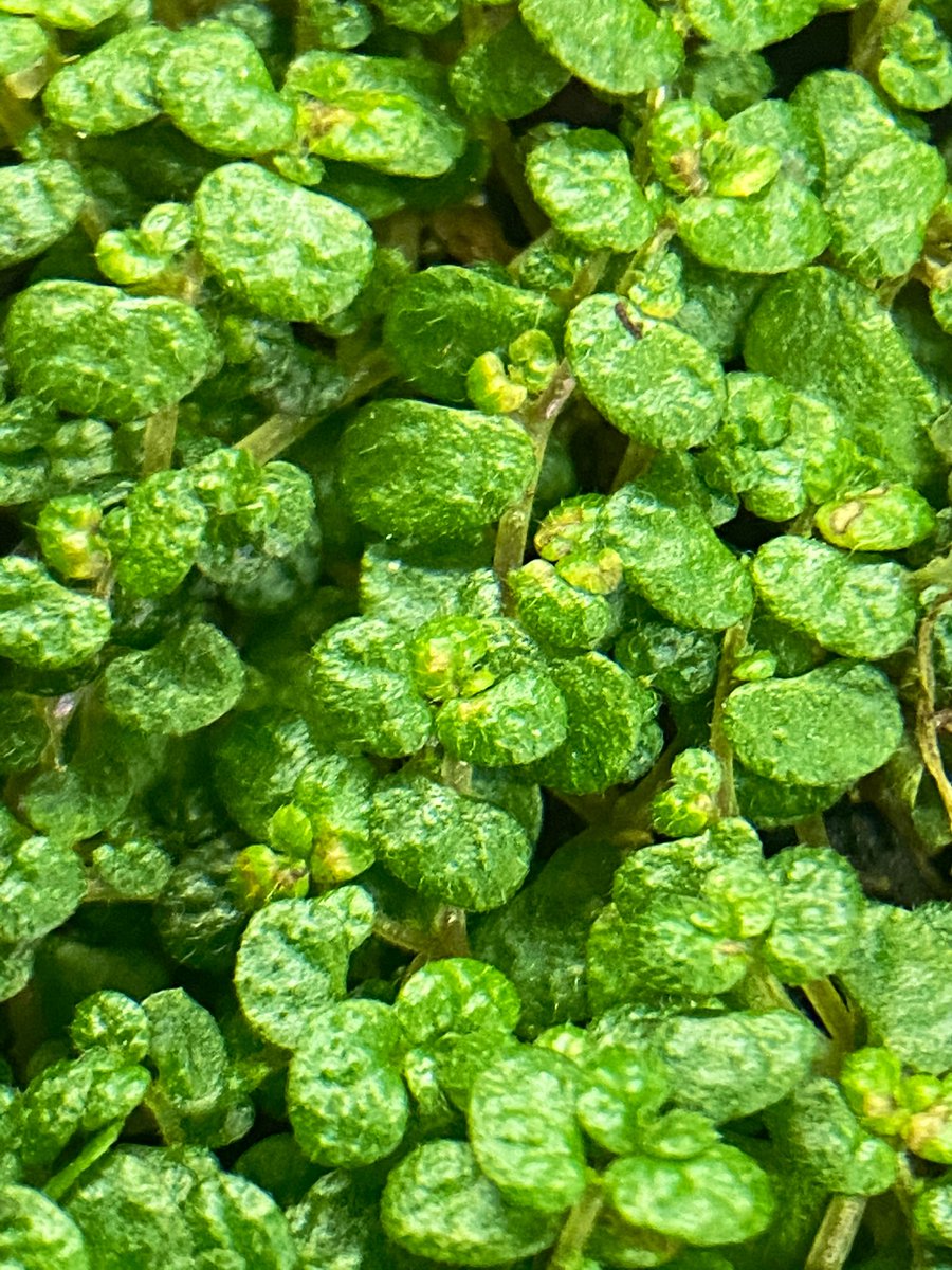 MossTimber's tweet photo. Plants get even cooler when you can get real close🧐. Can you name these  plants from their close ups? https://t.co/MFBgTYkewG