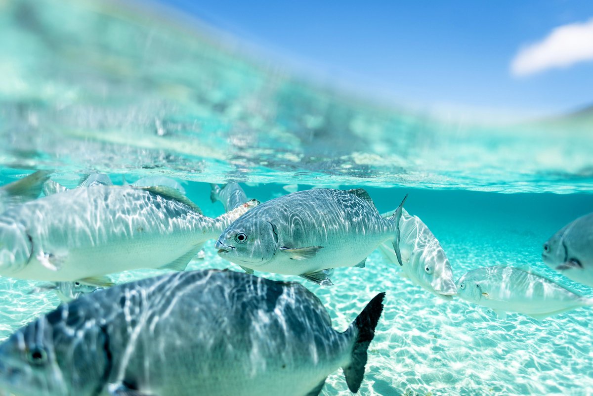 One of Lord Howe’s best-loved beaches, Neds is popular for its beach, reef-snorkelling and picnicking options. Feeding the fish at Neds is guaranteed to delight and one of the most memorable experiences on Lord Howe. Local tip: take a $1 coin for the fish food dispenser!
