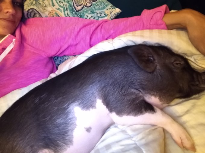 She's getting big and had no idea.. my piiiiggg https://t.co/nLtXJxjIpG