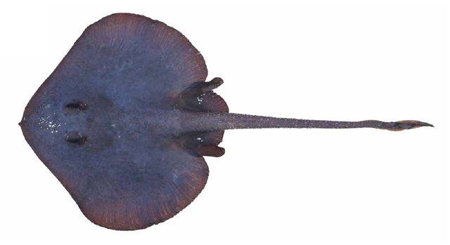 Kylie Jenner and the sapphire skate (Notoraja sapphira) look lovely in this colour! This deepwater skate has been described from the slopes of the Norfolk Ridge (a submarine ridge running between New Caledonia & New Zealand).: Séret, B. and P.R. Last, 2009