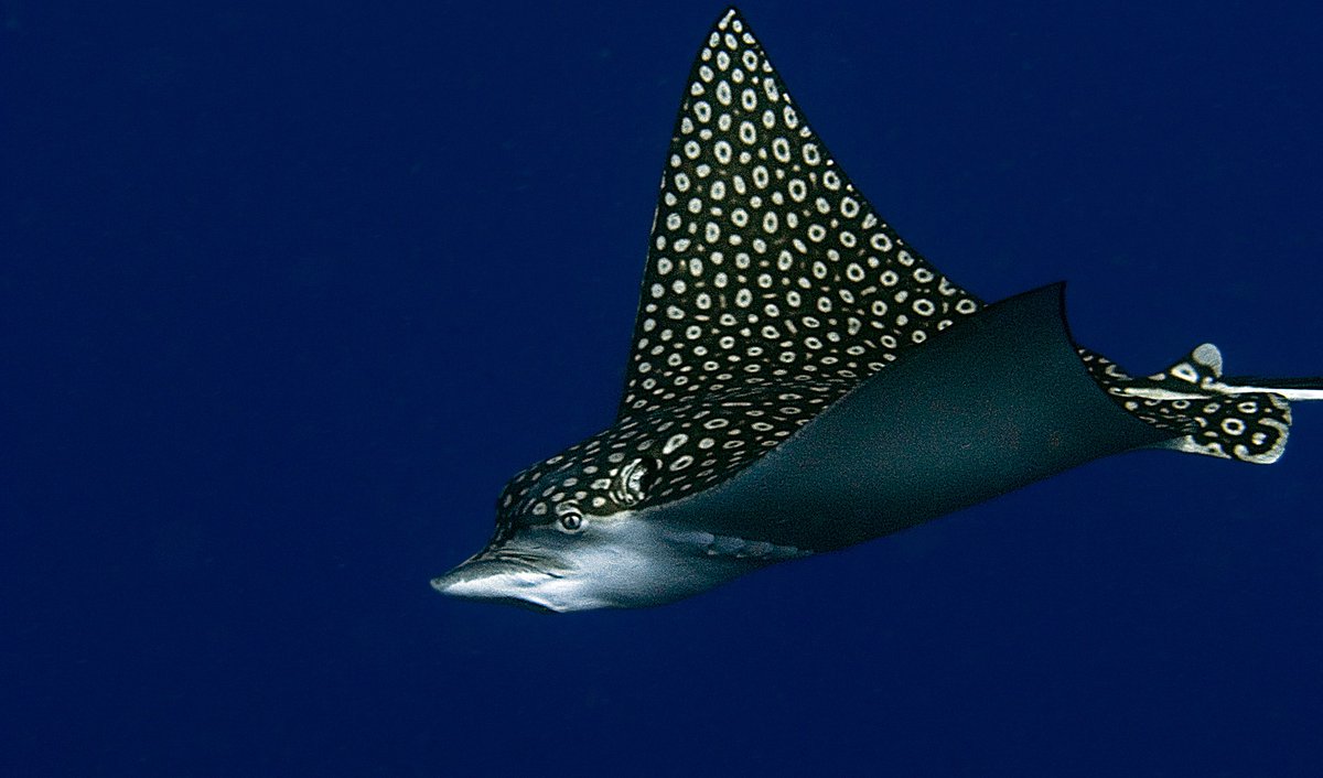 Let's start off with the beautiful Selena Gomez and spotted eagle ray (Aetobatus narinari) sporting a black-and-white motif. Spotted eagle rays are globally distributed throughout tropical and warm temperate waters!: Shutterstock