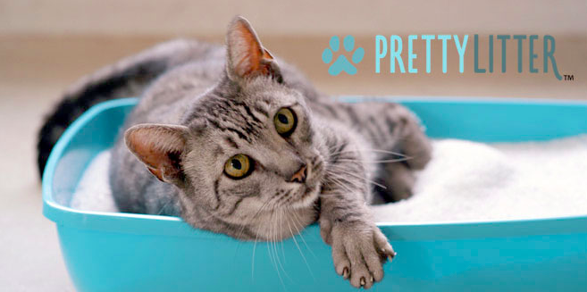 PetRegards's tweet photo. Cat Owners try this amazing Kitty Litter.  This litter eliminates all odors and helps you keep an eye on the health of your Cat.  Amazing, And a must have product for Cat Owners.
#Cat #Cats #Kittens #Kitten #CatLitter
https://t.co/jfi0Zoukcw https://t.co/bXbPsZgJQ3