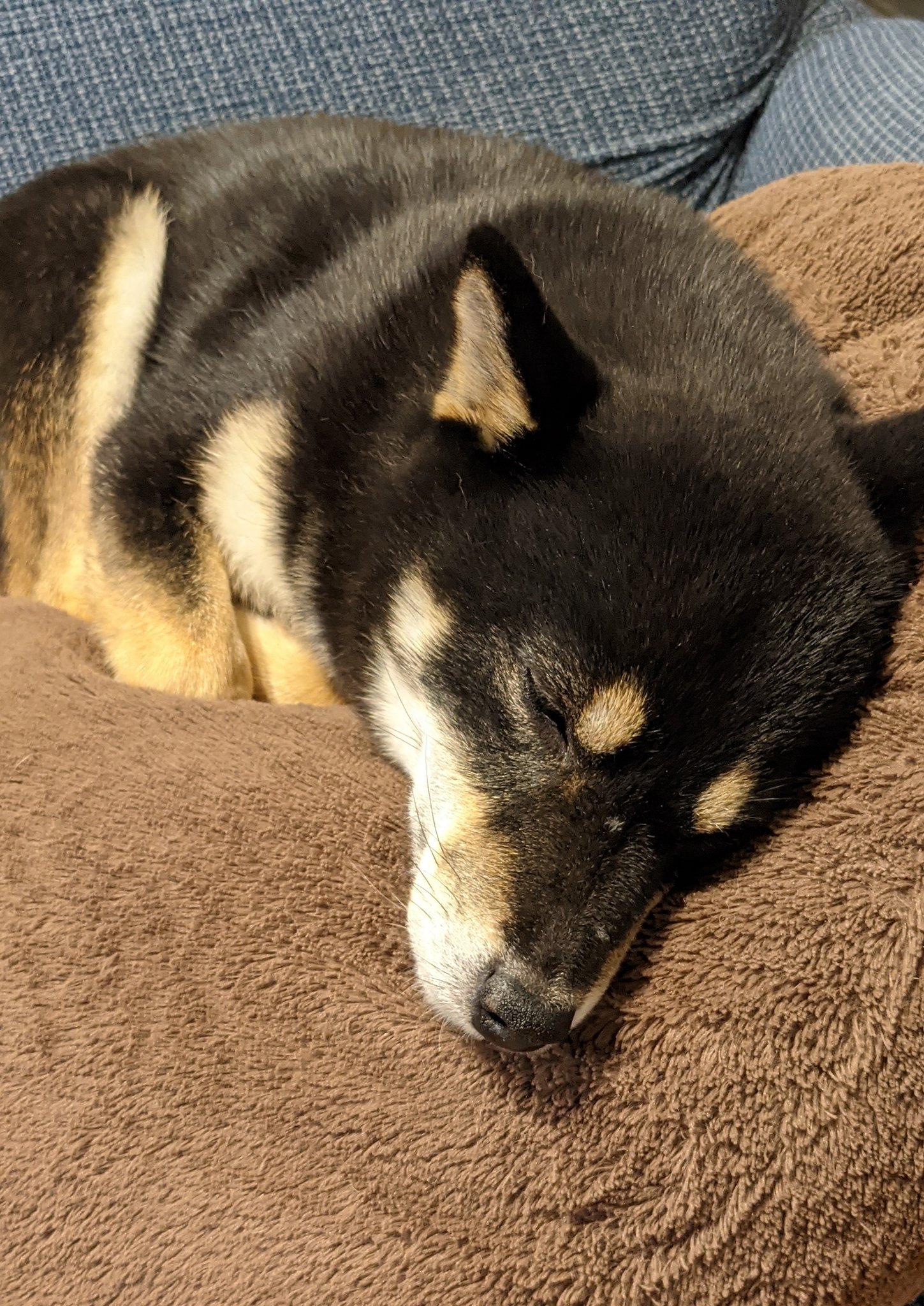 黒柴おふく おはようございます たくさんのフォローありがとうございます ヤンチャで甘えん坊なおふくをよろしくお願いします 柴犬 黒柴 犬のいる暮らし