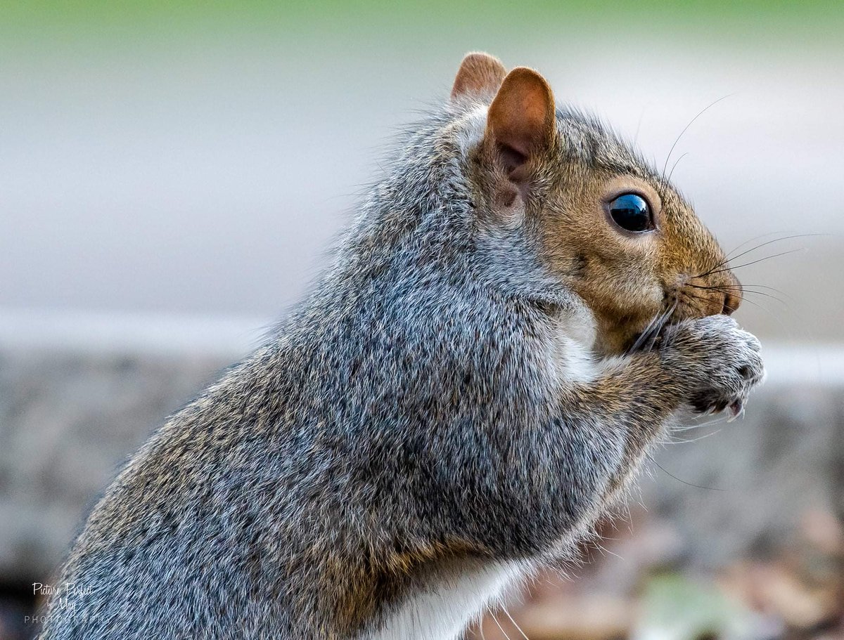 BoxersRule68's tweet photo. Hopefully something to brighten your day.
#pictureperfectbymay #minnesotacaptures #squirrelshenanigans #cardinals #wildlifeofminnesota #naturephotography #wildlife https://t.co/IEFzbxVqqY