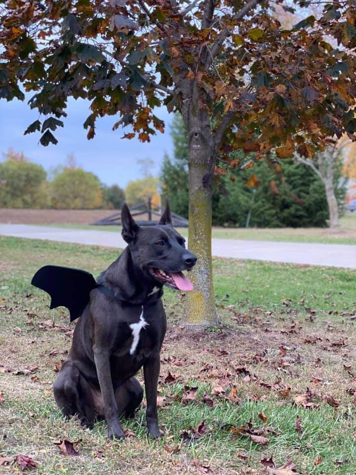 BellaMac22m's tweet photo. Hi everyone. I've been pretty quiet here lately.

Remember when Twitter was food and dogs? I'll take care of the last part. 

#Beastmodeout https://t.co/F1Fkp3qn47
