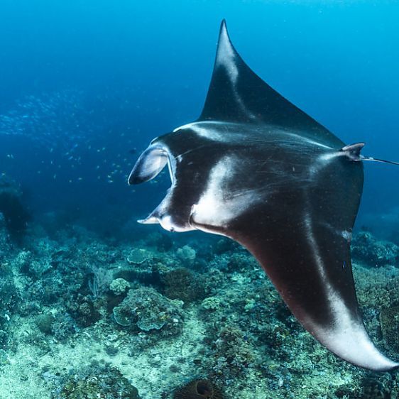 Ooh, strike a pose! Both Janelle Monáe and this manta are rockin' the black-and-white. Mantas are one of the largest fish in the world, reaching up to 29 feet (8.8 m) in width. : Nature Picture Library