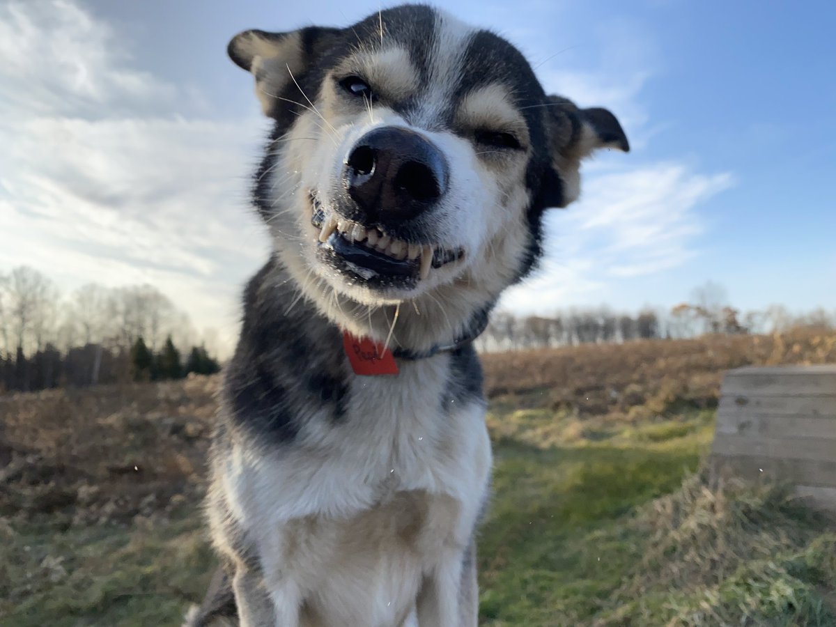 MelanieBree's tweet photo. @BlairBraverman Pepé is all of us trying to keep it together right now. https://t.co/JwOmc0DoDK