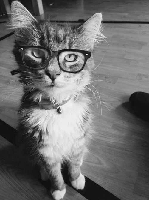 INTERVIEWgroup's tweet photo. Ze veux Z'être Chat 😻INTERVIEW vous souhaite une bonne soirée prenez soin de Vous😽miiiaaaaooou....😼#bonconfinement #masques #limitervosdéplacements #soyezprudent #protégeonsnous #cheznoussoyonsvigilantavecnosproches #NowPlaying #FrenchTouch #topmodel #Musica #Nice #Facebook https://t.co/Ef08n8XGkG