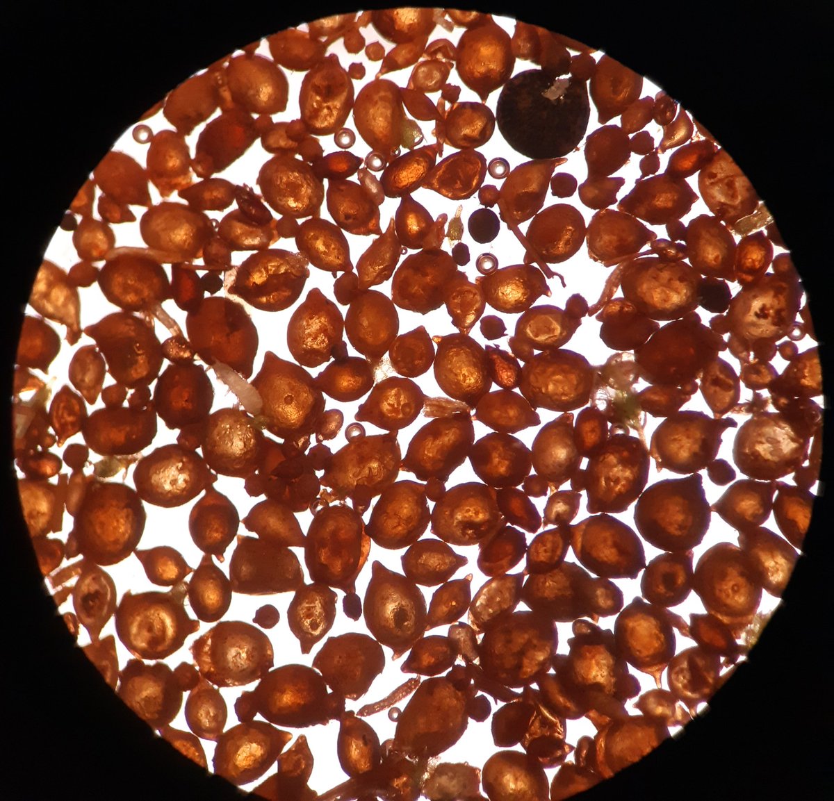 danieldalvan's tweet photo. How many cysts can you count? Heterodera glycines from soybean. https://t.co/uDkzmkp7HT