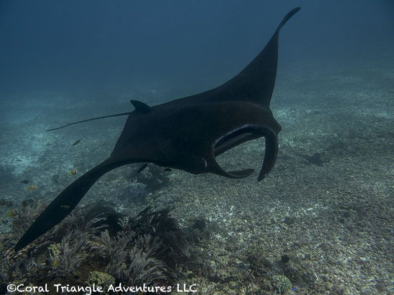 Mantas can also be all-black, as seen by this individual & Emma Watson who got the memo. DYK: A comprehensive study of the DNA of mantas & mobulas reclassified mantas in the genus Mobula in the Zoological Journal of the Linnaean Society a few years ago?