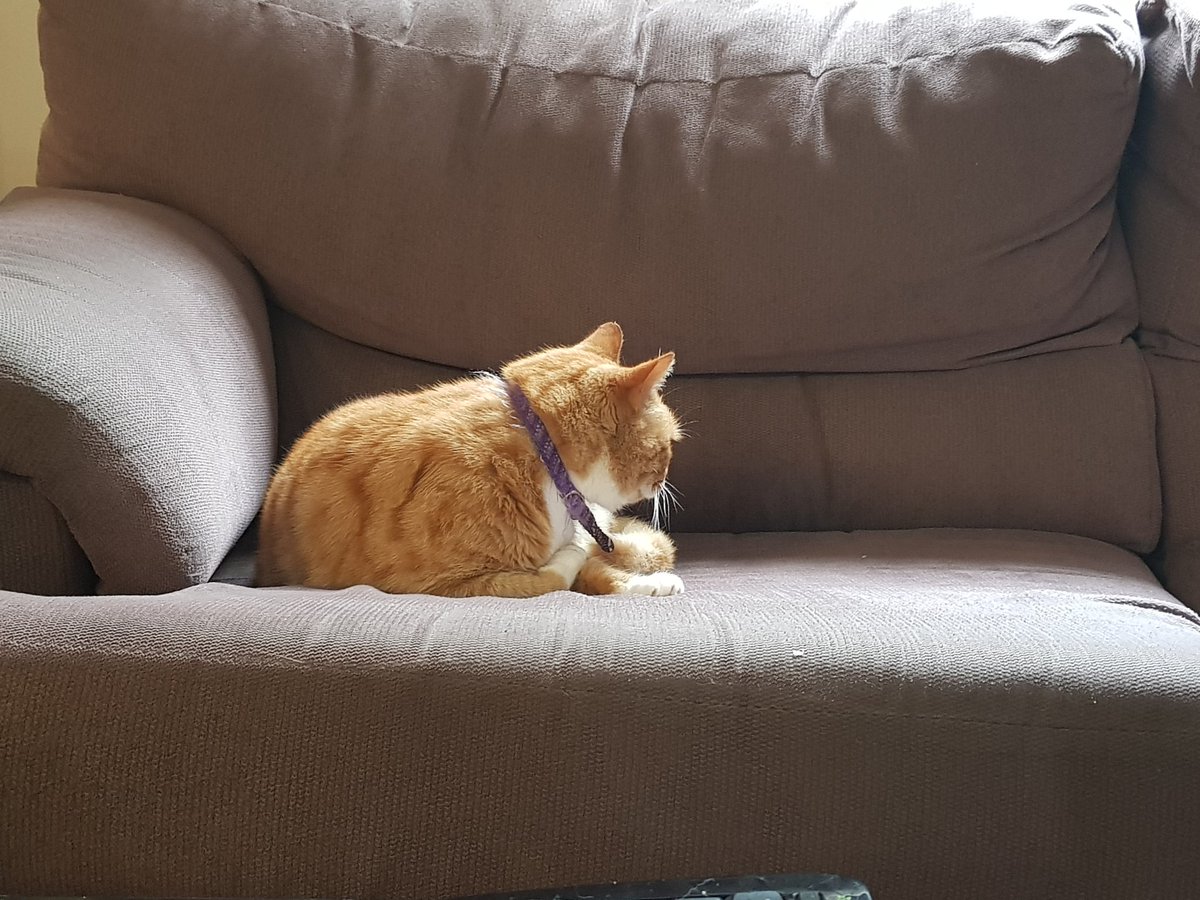 taterboiii's tweet photo. it's fine he didn't even want the ham!!!! https://t.co/ZhCSLmZrWD