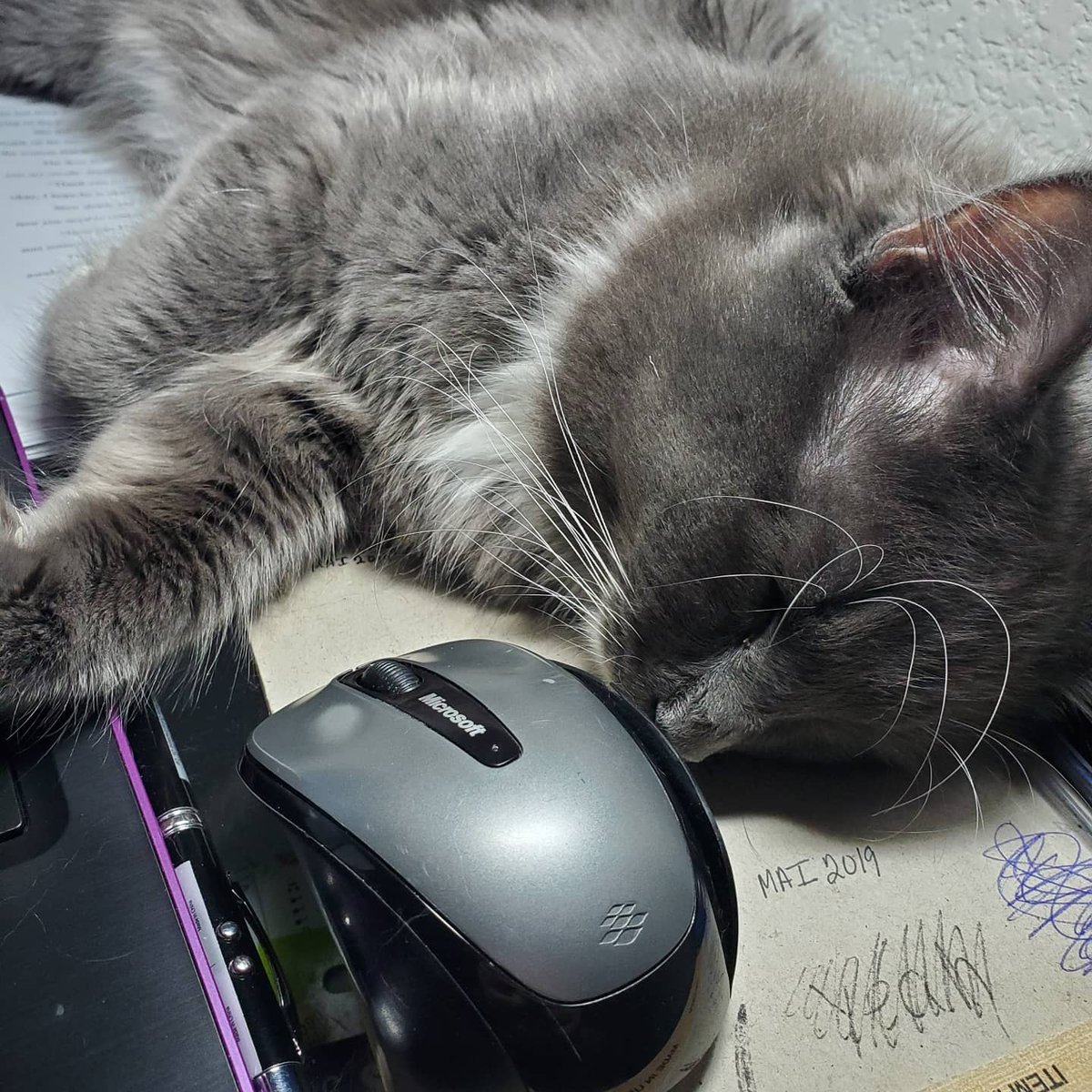 LHLeeScribe's tweet photo. Work interrupter. https://t.co/4P7gNIa6MU