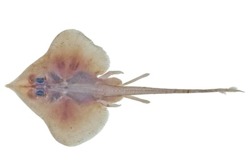 Kate Hudson and the ghost skate (Notoraja hirticauda) rocked this red-carpet worthy look. The ghost skate is found on the continental slopes in Western Australia at depths of 500-760 metres (m).: CSIRO National Fish Collection