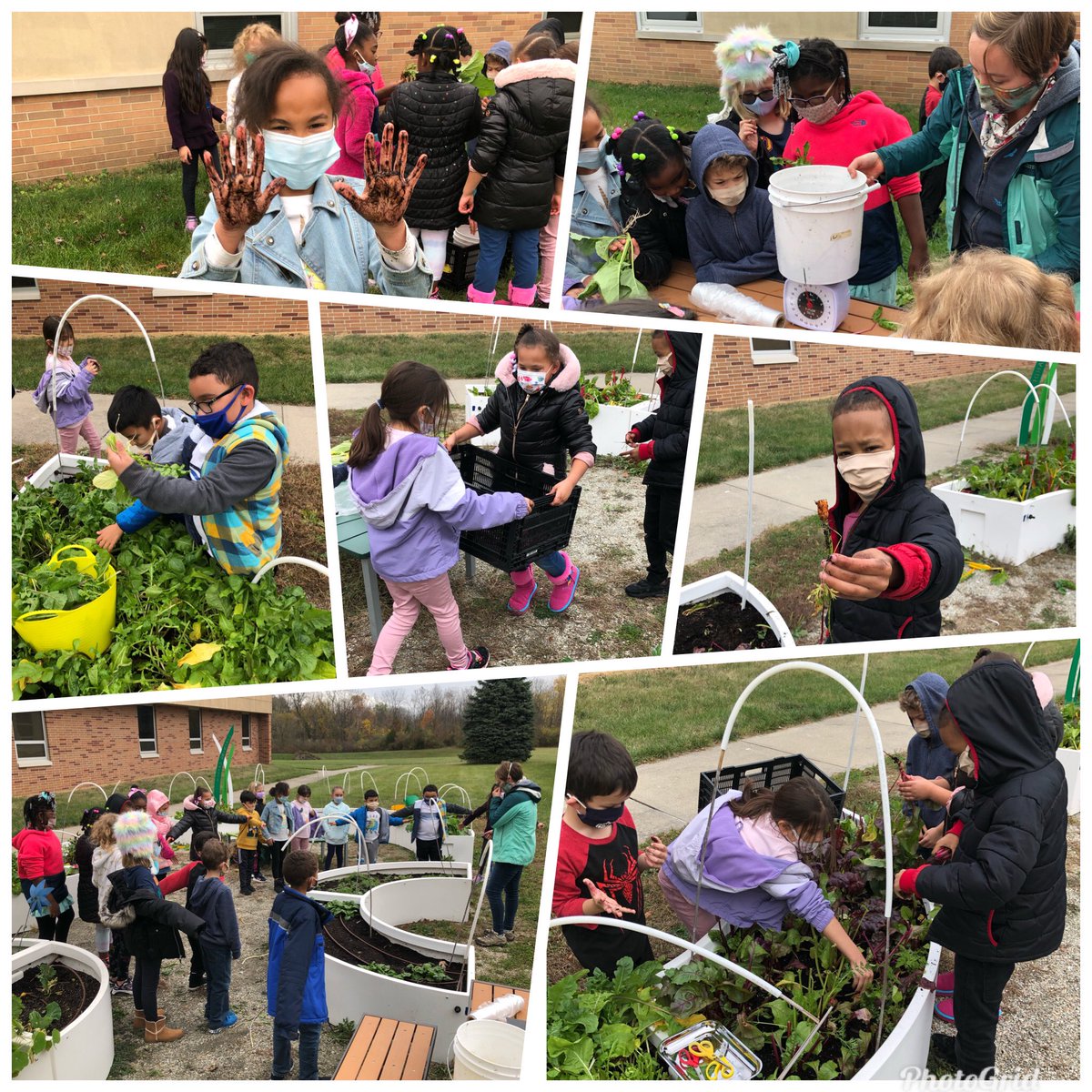 MsLindsay09's tweet photo. Harvested our Fall #LearningGarden  with some help from @biggreen! The kids had a great time and learned that we do, in fact, eat roots! I also learned who isn’t afraid of worms and spiders...or getting muddy 🙃 @RobeyRockets  #wearewayne https://t.co/YjiwXOGYOd