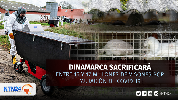 NTN24ve's tweet photo. Dinamarca sacrificará millones de animales por mutación del covid-19 que infectó a humanos https://t.co/Ee1KqcfaEa https://t.co/8yEIR9cOYB