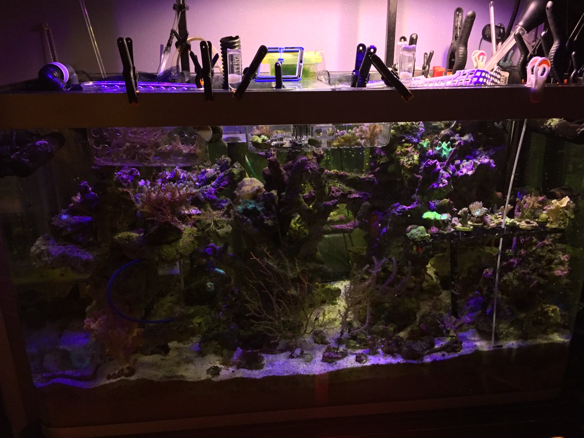 SHNICI's tweet photo. #builtlikeatunze #Reef2Reef #GIVEAWAY https://t.co/04PPmC97Gb