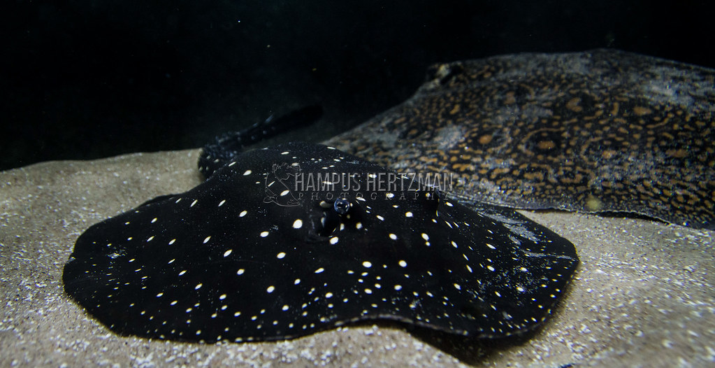 Black and white spots are also a hit for Priyanka Chopra and Itaituba river stingray (Potamotrygon albimaculata). Also known as the Tapajós river stingray, they are a freshwater critter in the family Potamotrygonidae!: Flickr