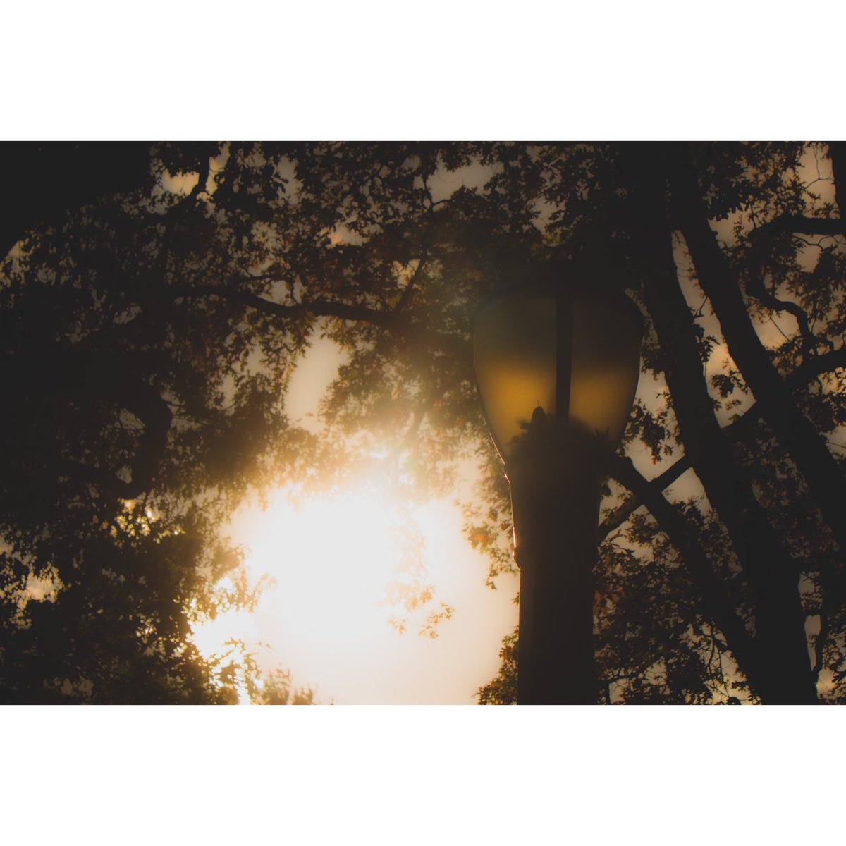 AizenReviews's tweet photo. Lamps. #photography #PHOTOS #photoshop #streetphotography #picoftheday #artwork https://t.co/Ilyi10VWEK