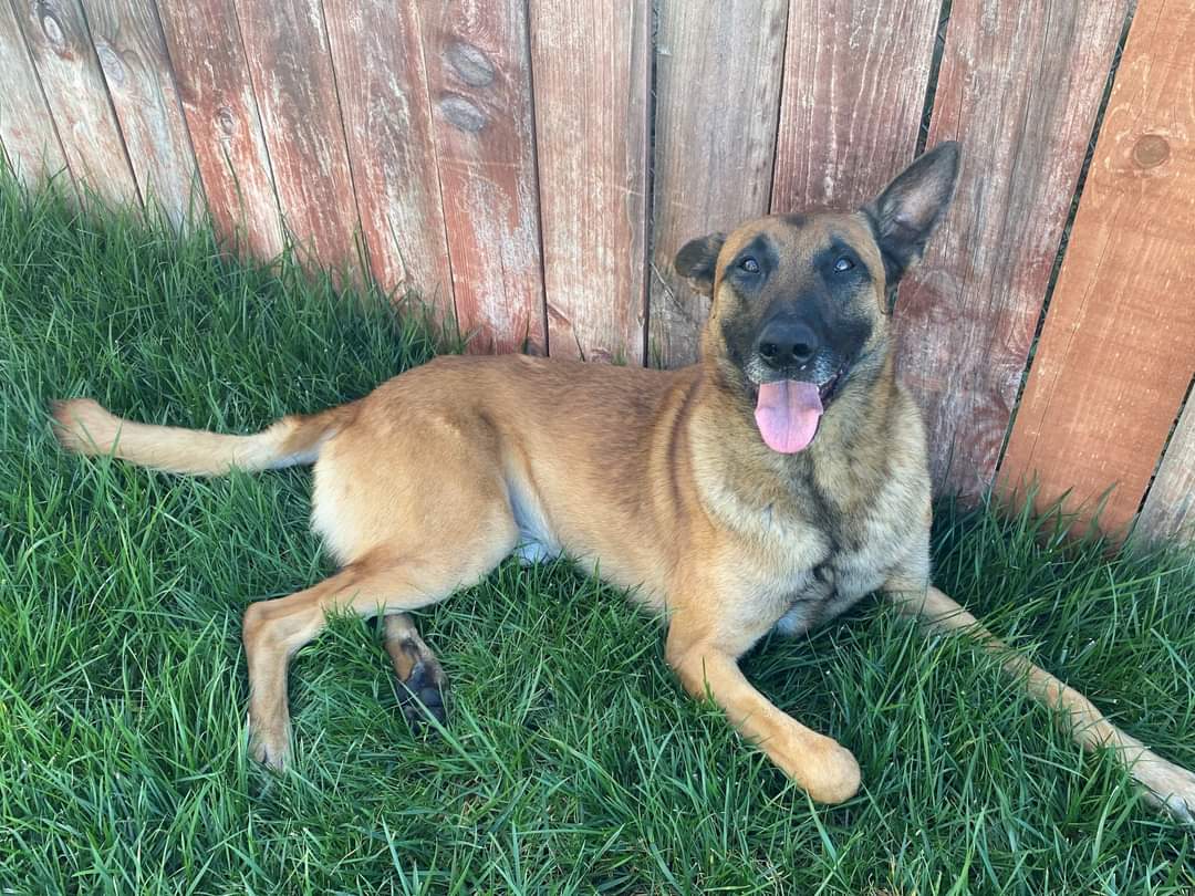 k9sofvalor's tweet photo. Our thoughts and prayers are with K9 Chico of the @OceansidePD as he recovers from being stabbed. Yesterday evening while apprehending a suspect he was stabbed at the base of his head. Tonight he is resting comfortably at home. Get well soon buddy! We are very proud of you! 💪🐾 https://t.co/sSCrgFNWQr