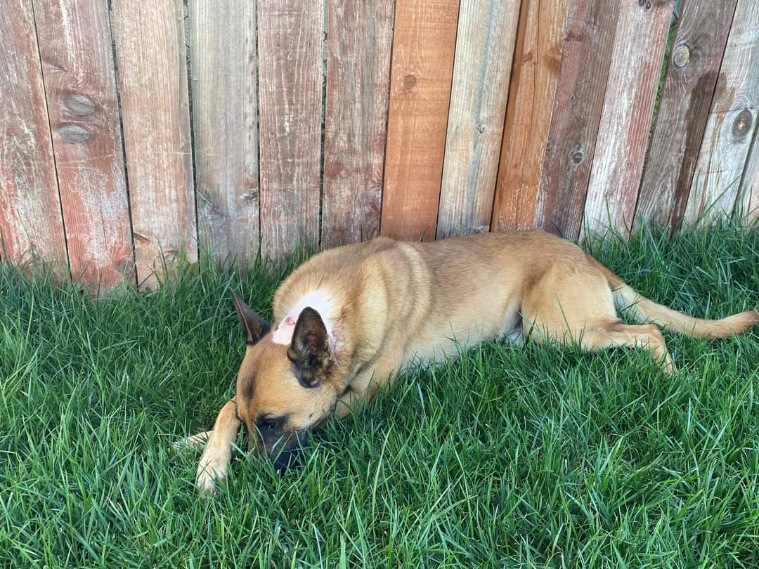 k9sofvalor's tweet photo. Our thoughts and prayers are with K9 Chico of the @OceansidePD as he recovers from being stabbed. Yesterday evening while apprehending a suspect he was stabbed at the base of his head. Tonight he is resting comfortably at home. Get well soon buddy! We are very proud of you! 💪🐾 https://t.co/sSCrgFNWQr