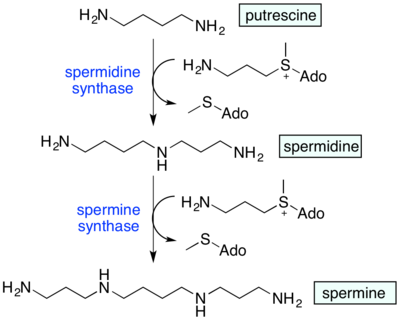 hemolock's tweet photo. Las #poliaminas (putrescina, eSPERMidina y eSPERMina) fueron descubiertas en la próstata, en el líquido seminal (SPERM). Favorecen el crecimiento celular y la formación de nuevas células. Tiene sentido entonces su ubicación, dado que permitirán el desarrollo de futuro #embrión. https://t.co/jMvsQM2rbd