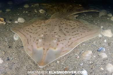 Reese Witherspoon must have gotten a fashion tip from the clearnose skate (Raja eglanteria) for this outfit! This species of  #flatshark is restricted to the Western Atlantic (seen from Massachusetts to the Gulf of Mexico).: Andy Murch