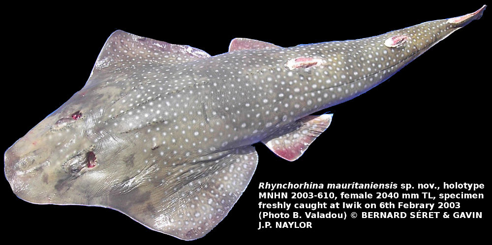 So hear me out... Chadwick Boseman and the false shark ray (Rhynchorhina mauritaniensis) may be wearing different patterns... BUT THIS WORKS. They are found in the North-East Atlantic off of... you guessed it. Mauritania!: B. Valadou