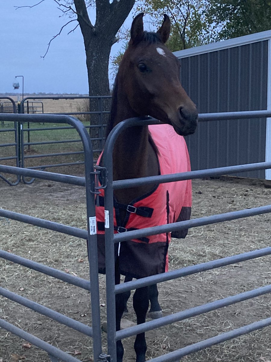 comarah_stables's tweet photo. This guy is headed to @KState for his surgery on Monday and Iโm a nervous wreck #alltheprayers #allthegoodvibes #allthegoodthoughts #healing https://t.co/ShjfRANnUg