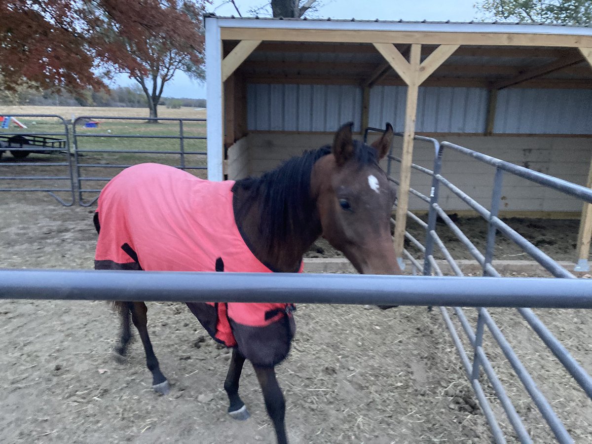 comarah_stables's tweet photo. This guy is headed to @KState for his surgery on Monday and Iโm a nervous wreck #alltheprayers #allthegoodvibes #allthegoodthoughts #healing https://t.co/ShjfRANnUg