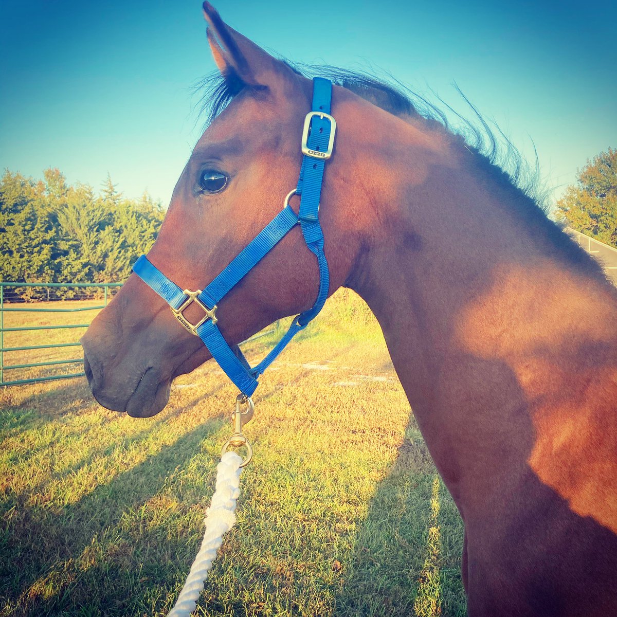 comarah_stables's tweet photo. This guy is headed to @KState for his surgery on Monday and Iโm a nervous wreck #alltheprayers #allthegoodvibes #allthegoodthoughts #healing https://t.co/ShjfRANnUg