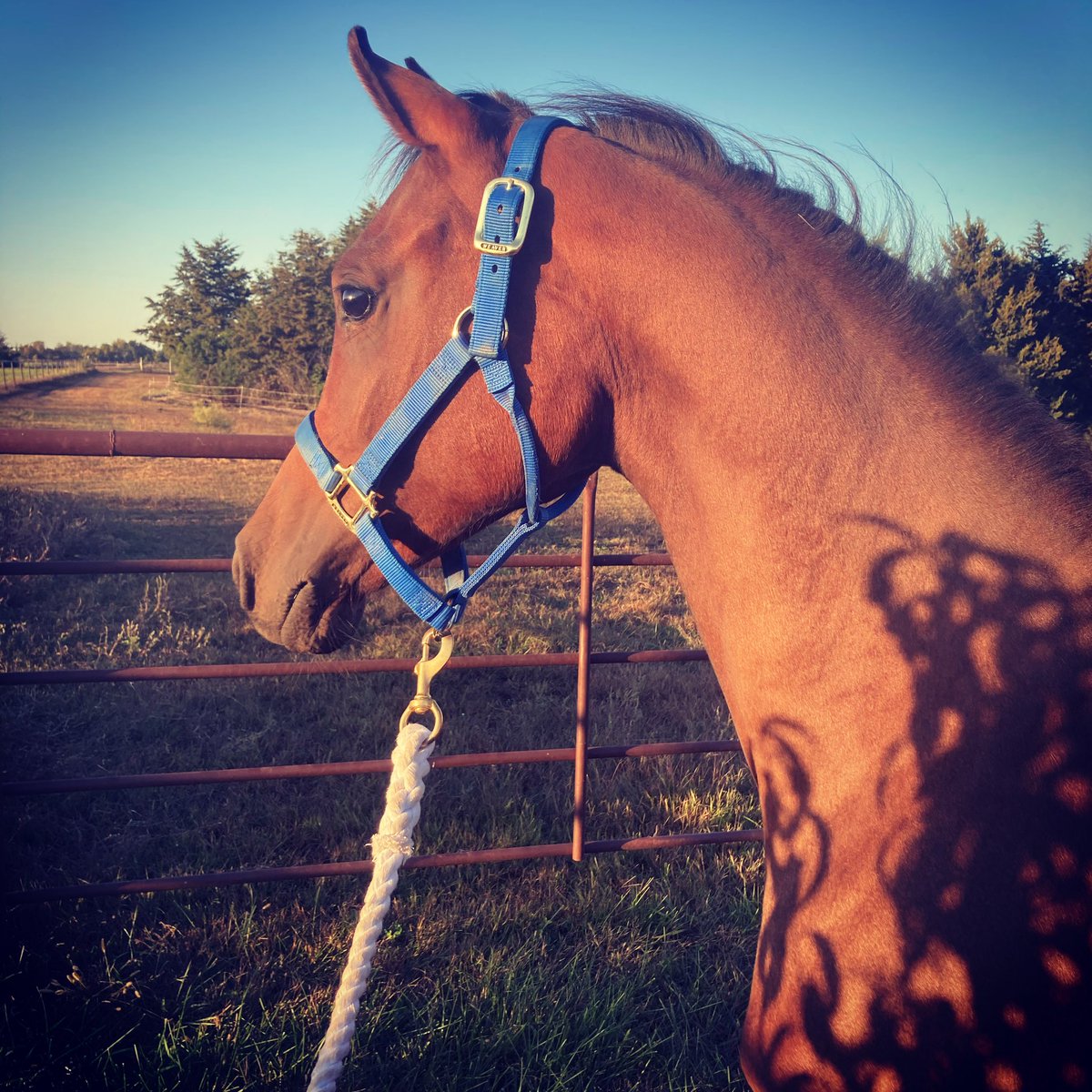 comarah_stables's tweet photo. This guy is headed to @KState for his surgery on Monday and Iโm a nervous wreck #alltheprayers #allthegoodvibes #allthegoodthoughts #healing https://t.co/ShjfRANnUg
