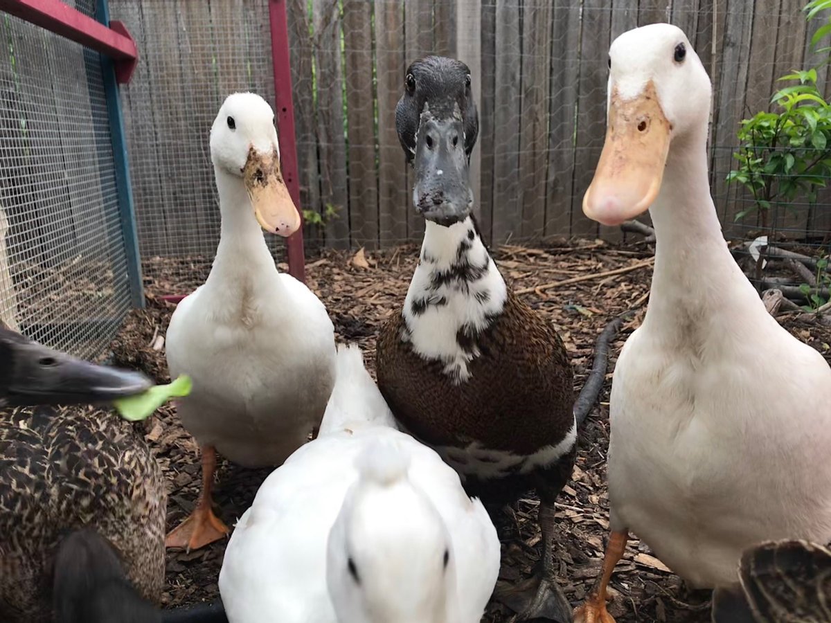 NCInews's tweet photo. NCI user, duck lover, vegetable grower and ex science teacher @dr_akmorrison from @scienceANU uses the Gadi #supercomputer to understand ocean currents in Antarctica and #climatechange.
Read about her fascinating path to and love for scientific #research. https://t.co/jeP2QQapJE https://t.co/sAK5aUN3hl