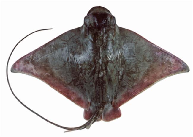 Purple Eagle Ray (Myliobatis hamlyni) and Will Smith have one thing in common: style. Their distribution is poorly known, with only a few specimens being observed around Australia, Japan, and Taiwan. :Australian National Fish Collection, CSIRO