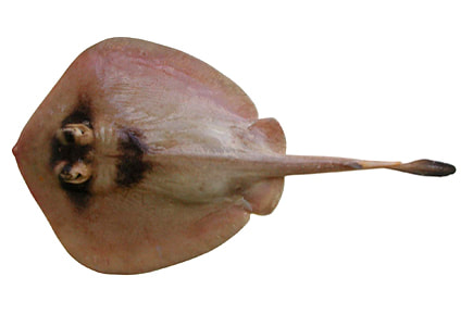 Check out Donald Glover and the masked stingaree (Trygonoptera personata) matching! This stingaree is endemic to southwestern Australia where it feasts on polychaetes and crustaceans.: Australian National Fish Collection, CSIRO