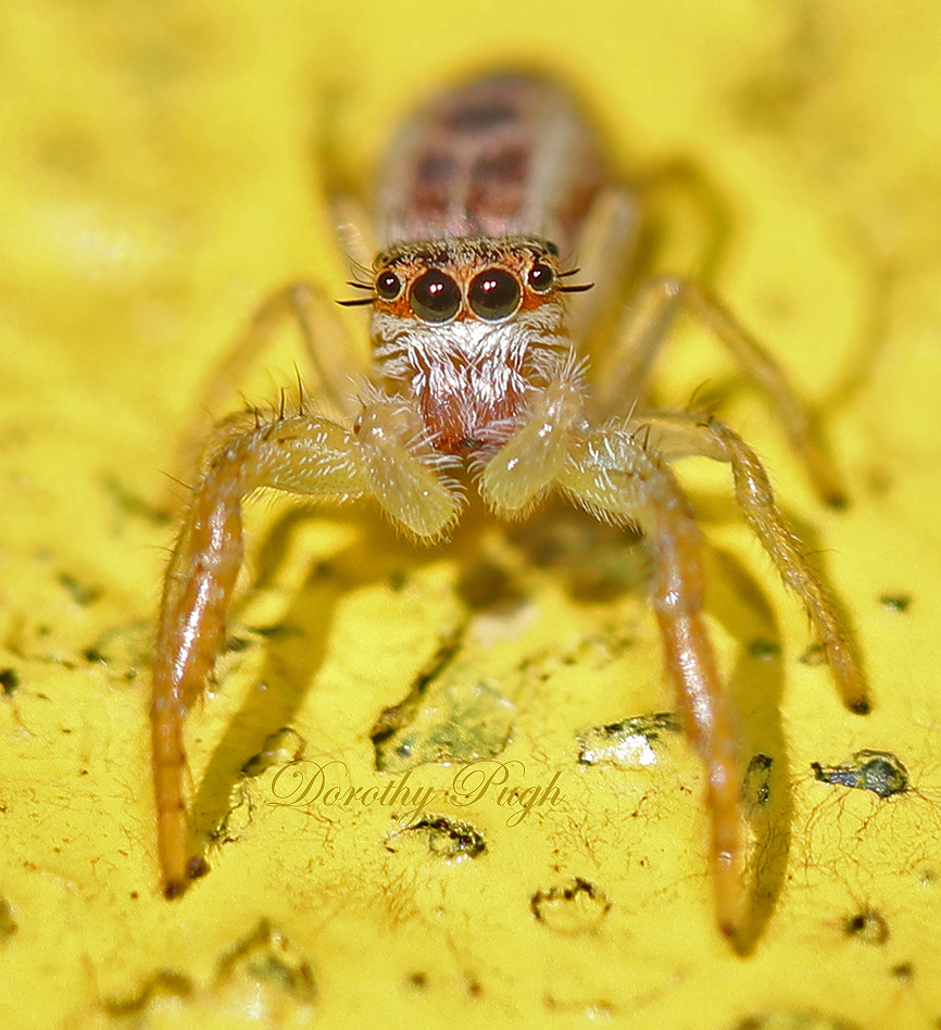 They just keep coming, the tiny jumping #spiders.  I think this one is a Hentzia palmarum: dpughphoto.com/images/jumping… <a href="/Arachno_Cosas/">Soy aracnólogo, pregúntame lo que quieras</a> <a href="/arachtober/">Arachtober</a> <a href="/spiderdayNight/">Dr. Sebs Echeverri @spiderdaynightlive.bsky.social</a> <a href="/tea_francis/">🕷scienTEAfic🕷</a> <a href="/YardGoneWild/">Yard Gone Wild</a> <a href="/Sybalan/">Sybil Baldwin #TheSpiderWhisperer 🕷</a>