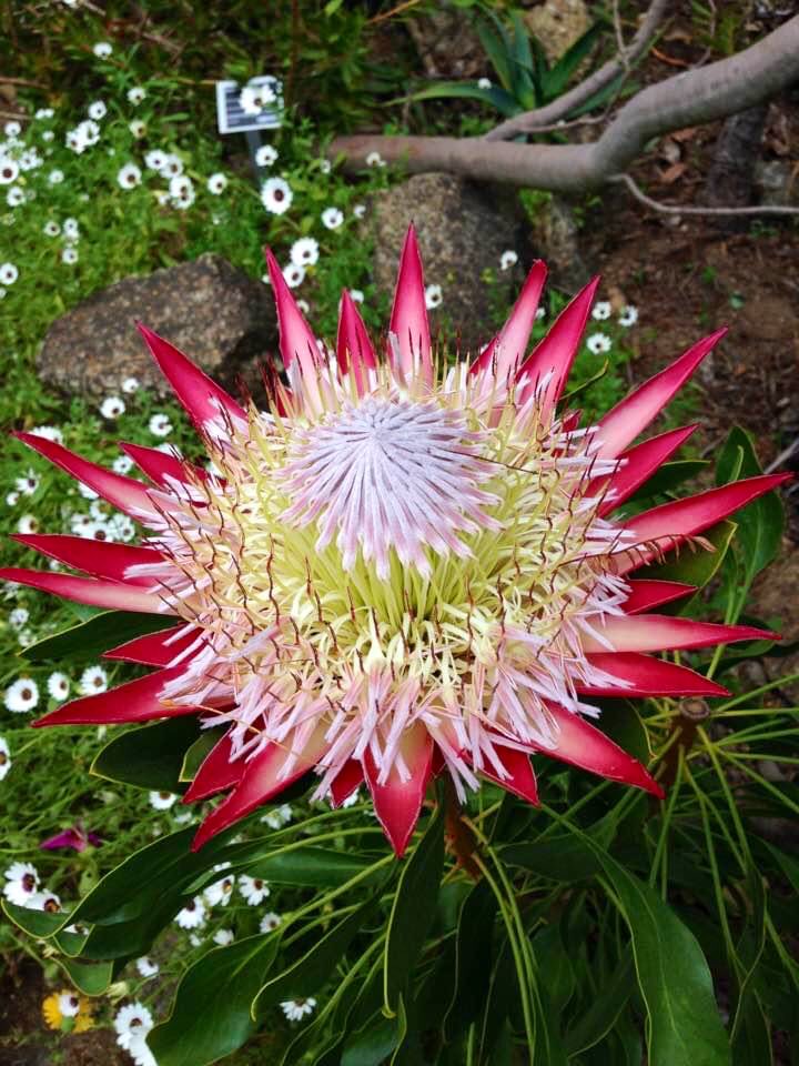 flor_enthus's tweet photo. King Protea, also known as sugar bush- Protea cynaroides. Native to South Africa- The national cricket team of South Africa is named after this flower. 
#throwbackflowers https://t.co/SYdURxKUHn