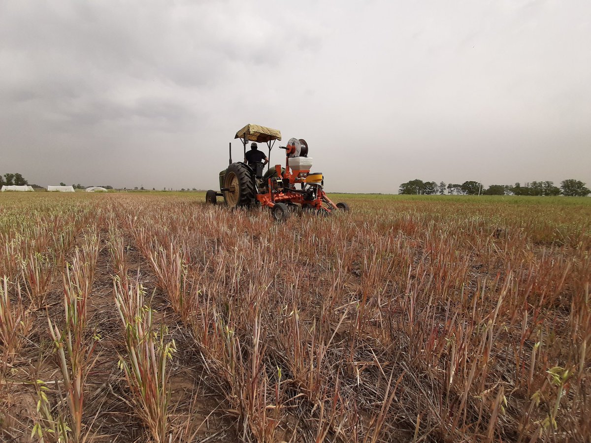 damicojp33's tweet photo. #SiembraDirecta de #Zapallo y #Sandía. Consolidando la #horticultura #conservacionista con esta #sembradora desarrollada específicamente para tal fin. Semilla, fertilizante y cinta de riego por goteo en una sola labor. #NoTillage #Hirticulture #INTAAscasubi https://t.co/BMbxLYR8TW