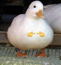 DehashedEmail tweet picture