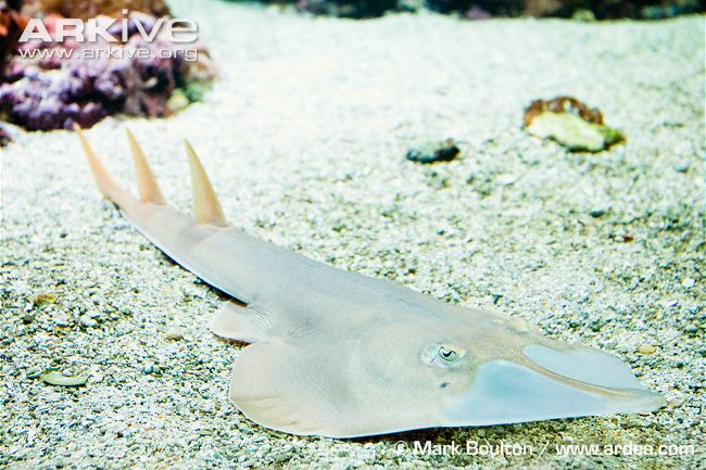 Samul L. Jackson and the giant shovelnose ray (Glaucostegus typus) look great here! The giant shovelnose rays are widely distributed in the Indo-Pacific from India to eastern Australia. Here, they enjoy a healthy appetite of prawns, crabs, small fishes, and cephalopods.