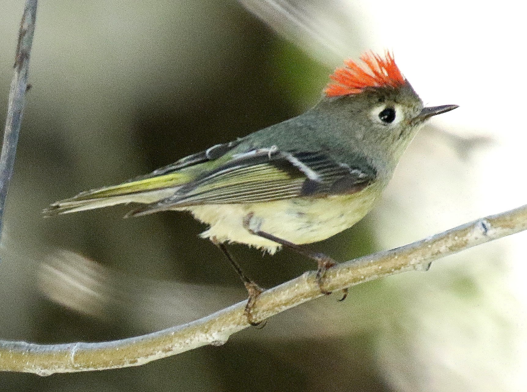 吉川浩満 ルビーキクイタダキ Ruby Crowned Kinglet Wikipedia T Co Gv49ixn50p T Co Ftnaiqmp5r Twitter