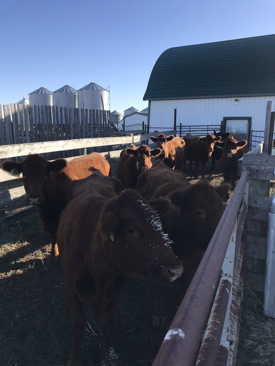 GregOldhaver's tweet photo. 1 dead porcupine,8 cows with quills in face and feet,can’t declare a winner #notthebestday https://t.co/Pxr2uPCuAv