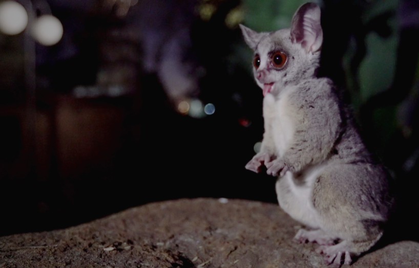 Super CUTE! Bushbabies film in Pretoria, South Africa. Directed by <a href="/VickiBuckley/">Victoria Buckley</a> and shot by  <a href="/luke_barnett_/">Luke Barnett</a> and <a href="/jackhynes/">Jack Hynes</a>. #NaturePBS